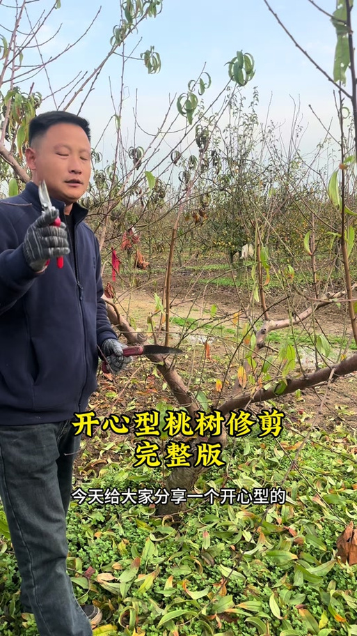桃树枝插活的方法