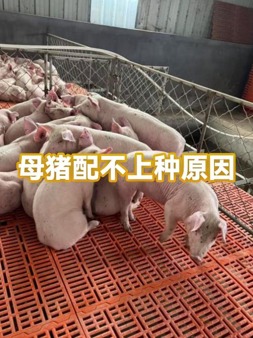 母猪配三次种还配不上是啥原因