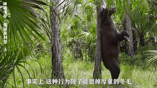 狗熊上树歇后语