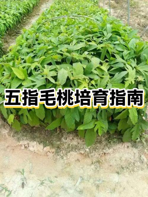 毛桃育苗的正确方法