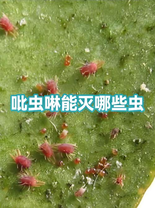 吡虫啉能杀臭屁虫吗截图2