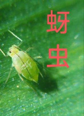 吡虫啉能杀臭屁虫吗截图3