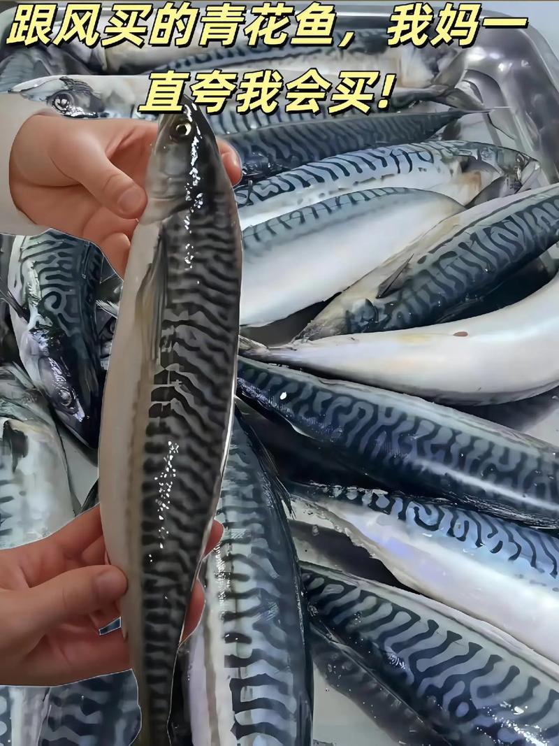 hamachi青花鱼截图3