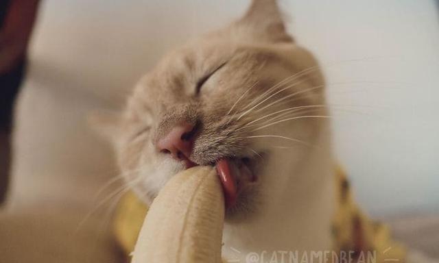猫可以吃香蕉么截图3