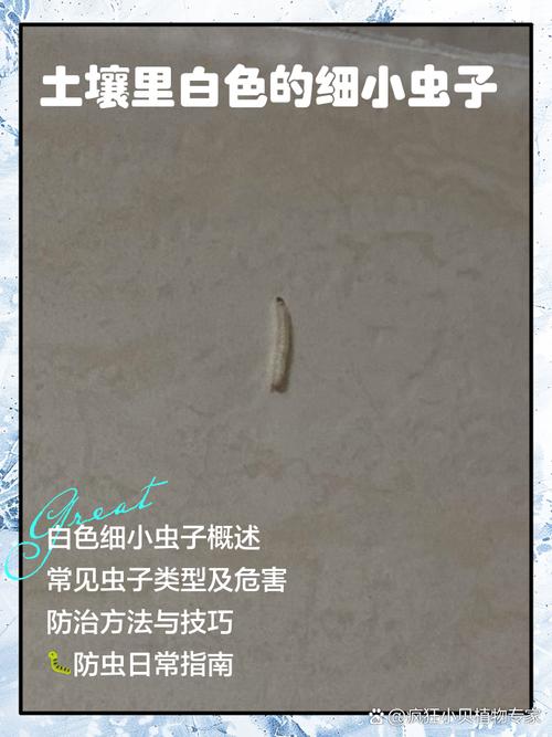 多肉上白色的虫子怎么去除