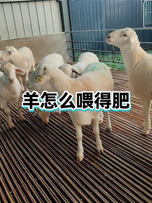 羊一天吃多少料