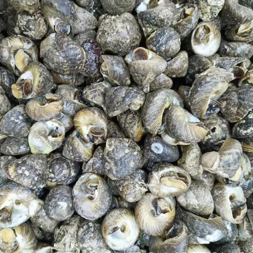 青岛海螺种类