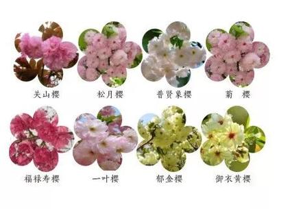 17种常见樱花品种介绍