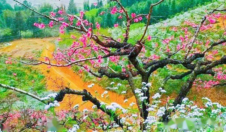 乡里廊意外桃花