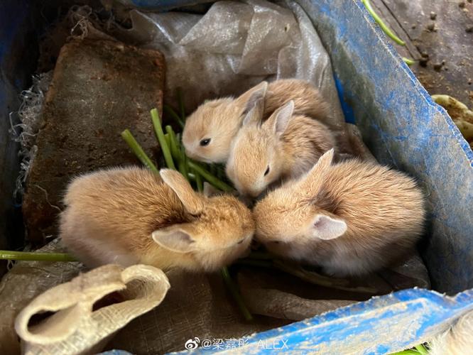 小小动物园 兔子