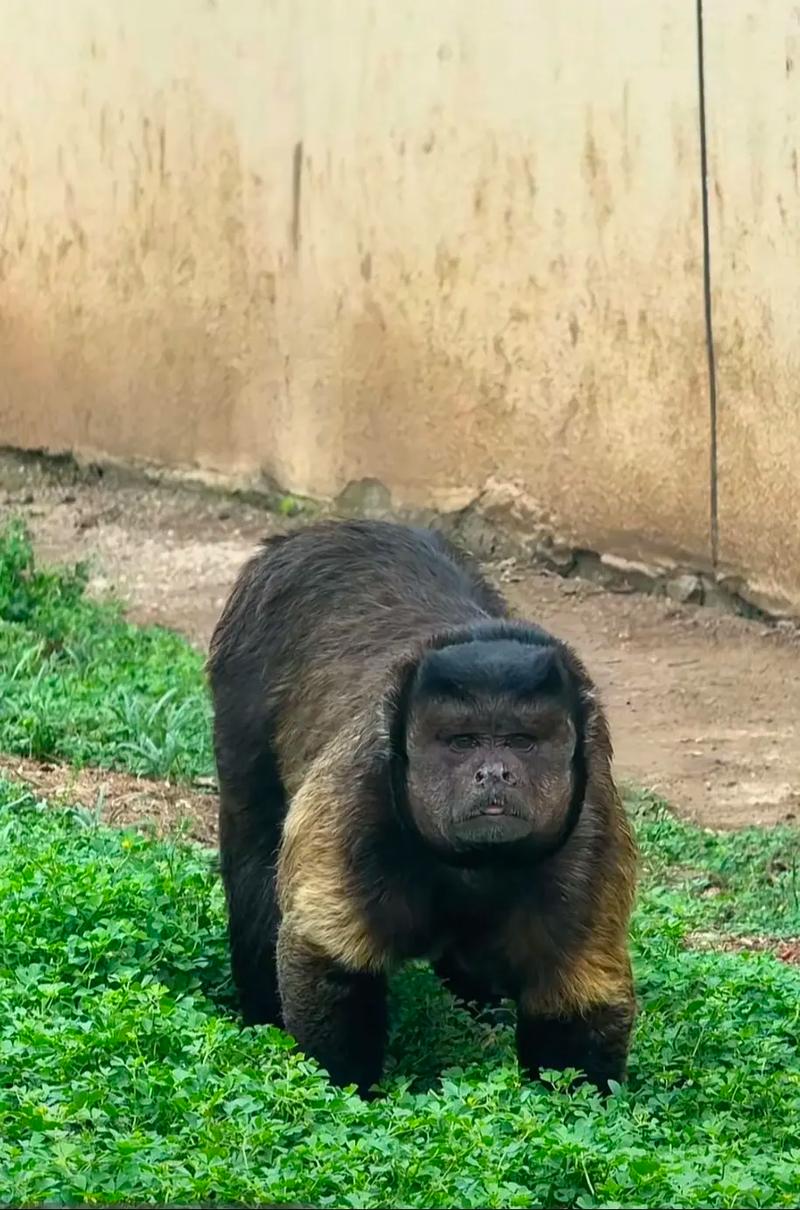 捕猩者联盟截图3