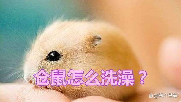仓鼠如果有狂犬病毒能活多久