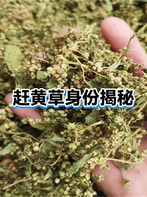 小草的身世和来历简介