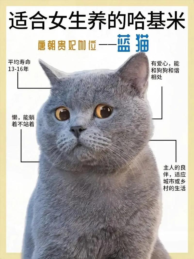 蓝猫几个月开始长胖