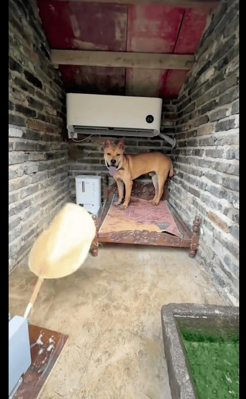 口碑最好的三款狗窝截图2