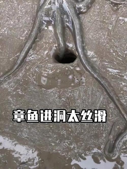找八爪鱼洞口视频教程