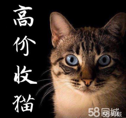 本人长期上门回收宠物猫
