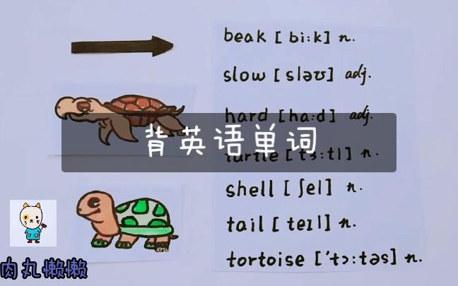 小海龟的英文