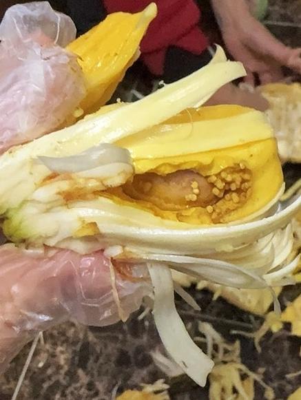 菠萝蜜被切开还能催熟吗