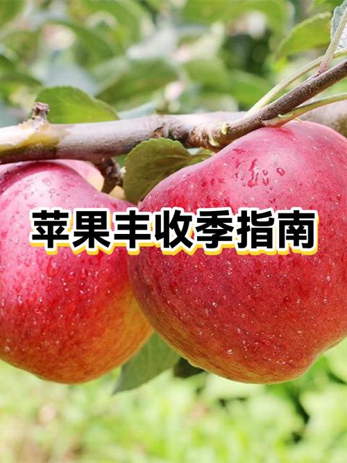 苹果几月成熟