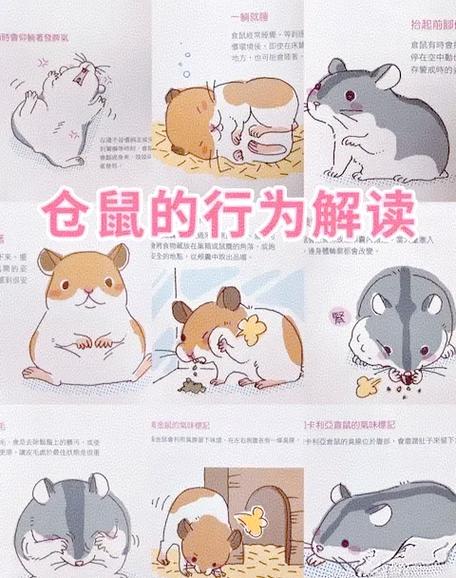 怎么饲养仓鼠