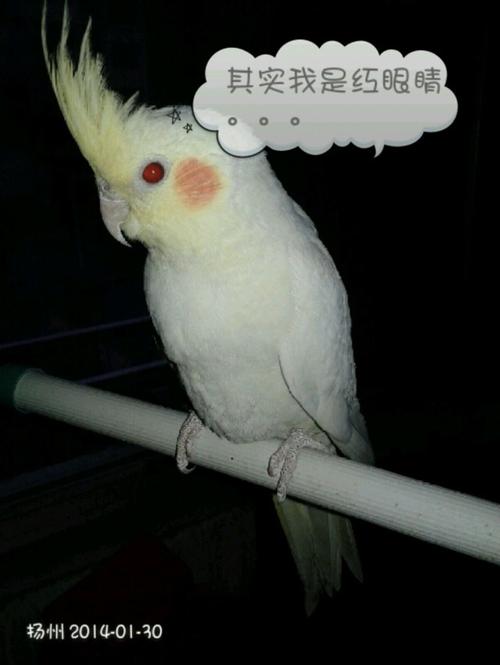 黄化眼睛都是红的吗