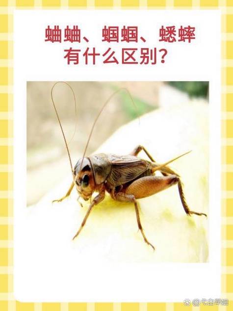 蟋蟀蛐蛐叫2秒短信铃声截图3