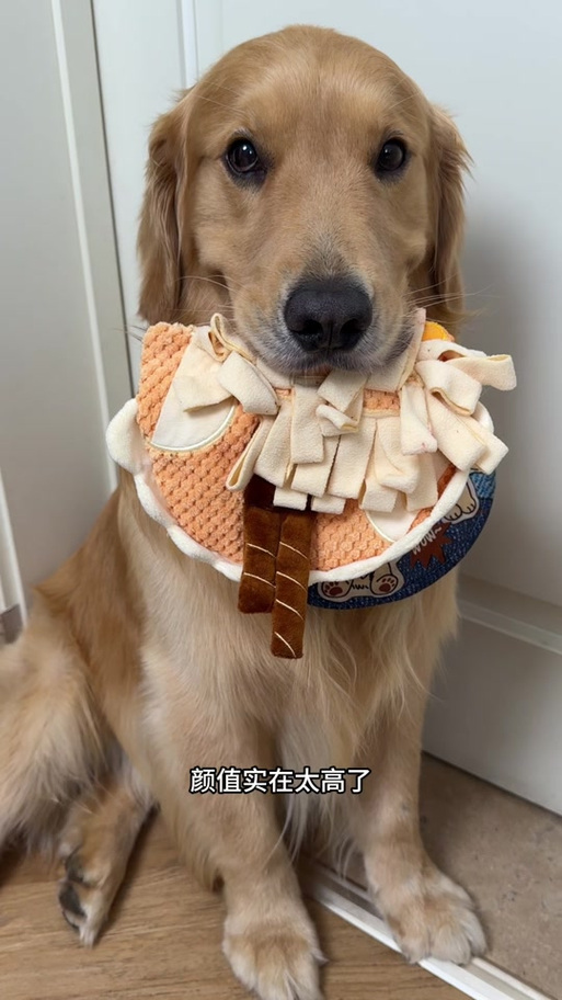宠物丰容是啥意思