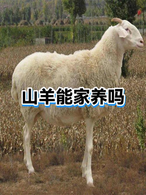 羊怎么驯服