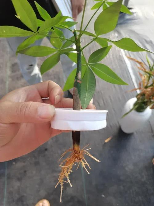 大发财树怎么换土