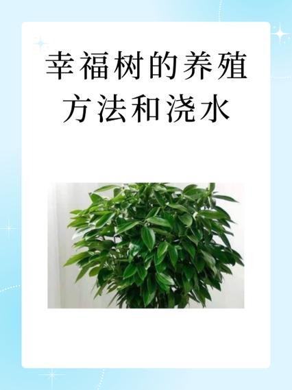 幸福树的养殖方法和浇水