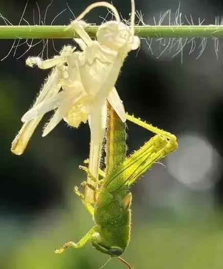 蚂蚱蜕皮视频