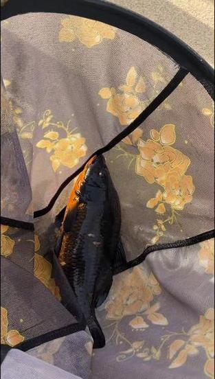 黑包金锦鲤
