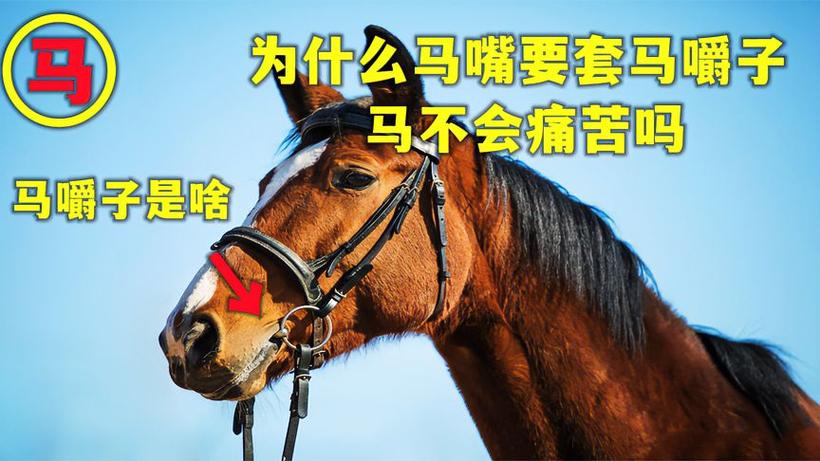 给马戴嚼子视频