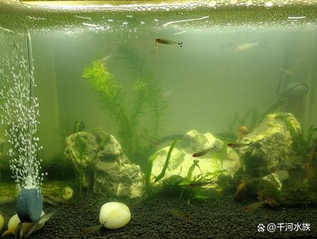 鱼缸的水浑浊是什么原因
