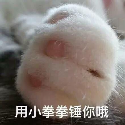 小拳拳警告的表情包截图2