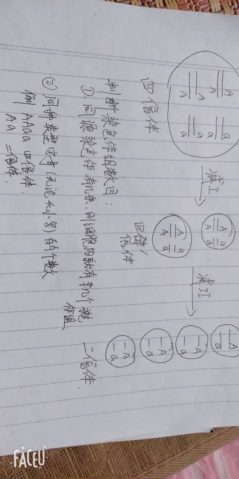 四倍体产生配子比例图解