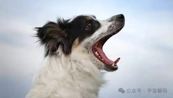 狗叫声 凶猛 循环播放
