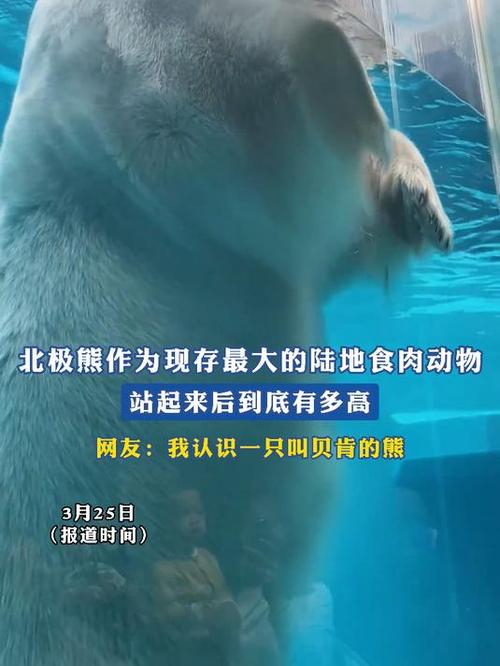 喵熊多大