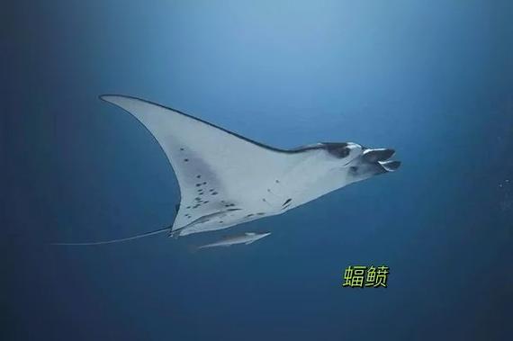 泰拉瑞亚魔鬼鱼在哪截图3