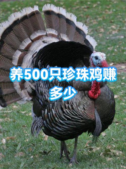 养公鸡500只利润