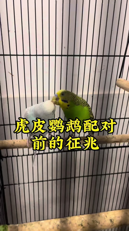 虎皮鹦鹉会认主人吗 虎皮鹦鹉会认主人吗