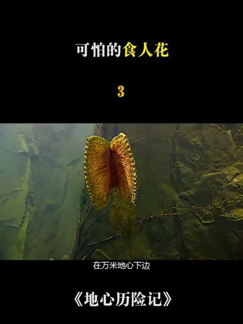 可怕的食人花