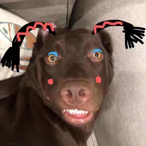 搞笑狗头头像