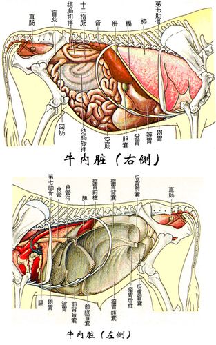 牛内脏图片大全大图高清