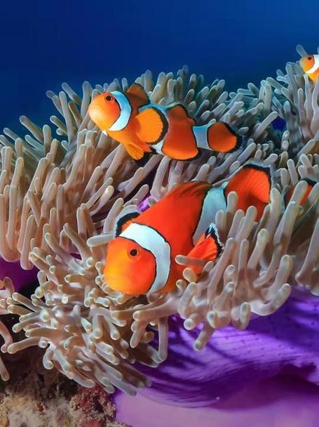 海底世界视频高清