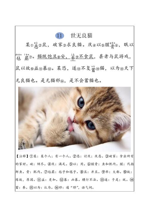 不文不武指羊吗