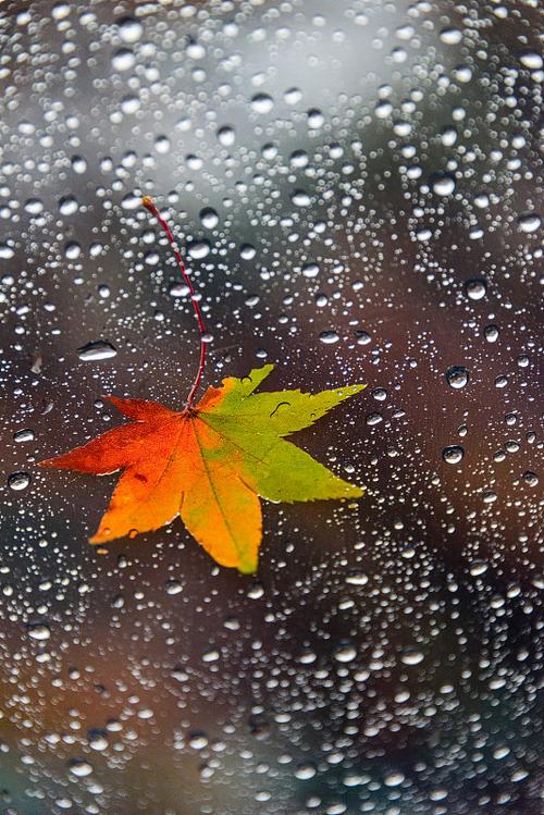 雨中的枫叶图片唯美