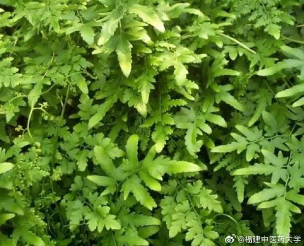 转转藤草药药效
