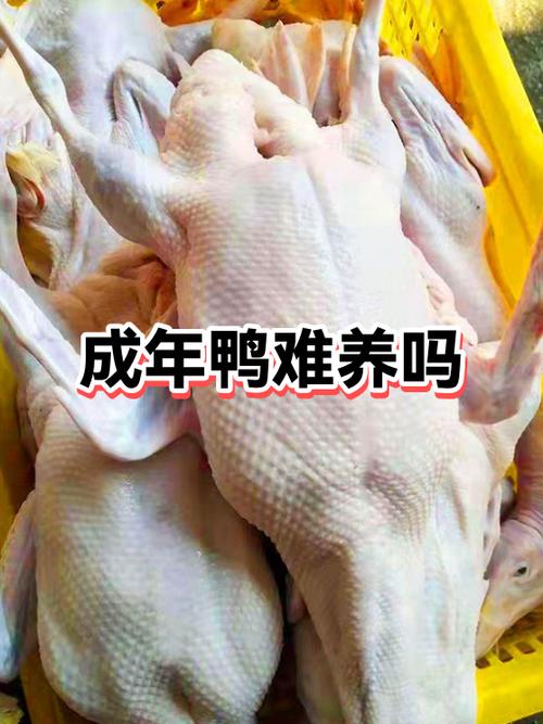不能养一个鸭子的原因